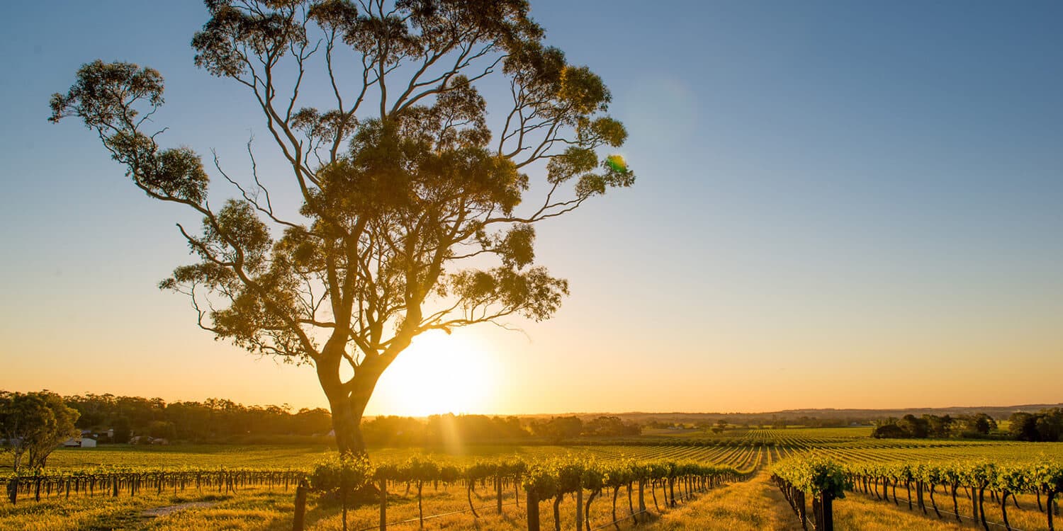 Mystery Wine Region Adventure - Barossa Valley