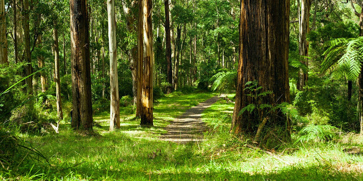 Family Explorer Picnic Hike - Dandenong Ranges