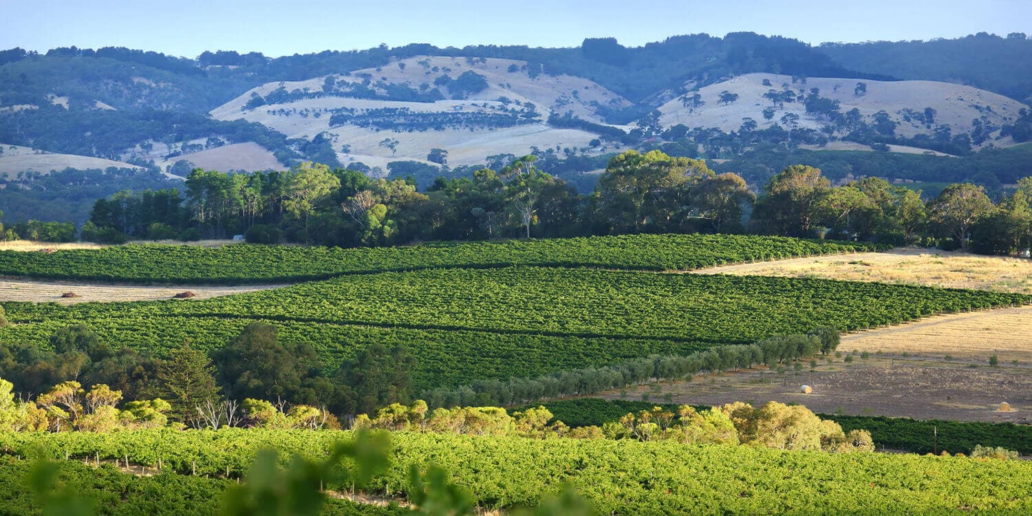 Mystery Picnic Date - McLaren Vale