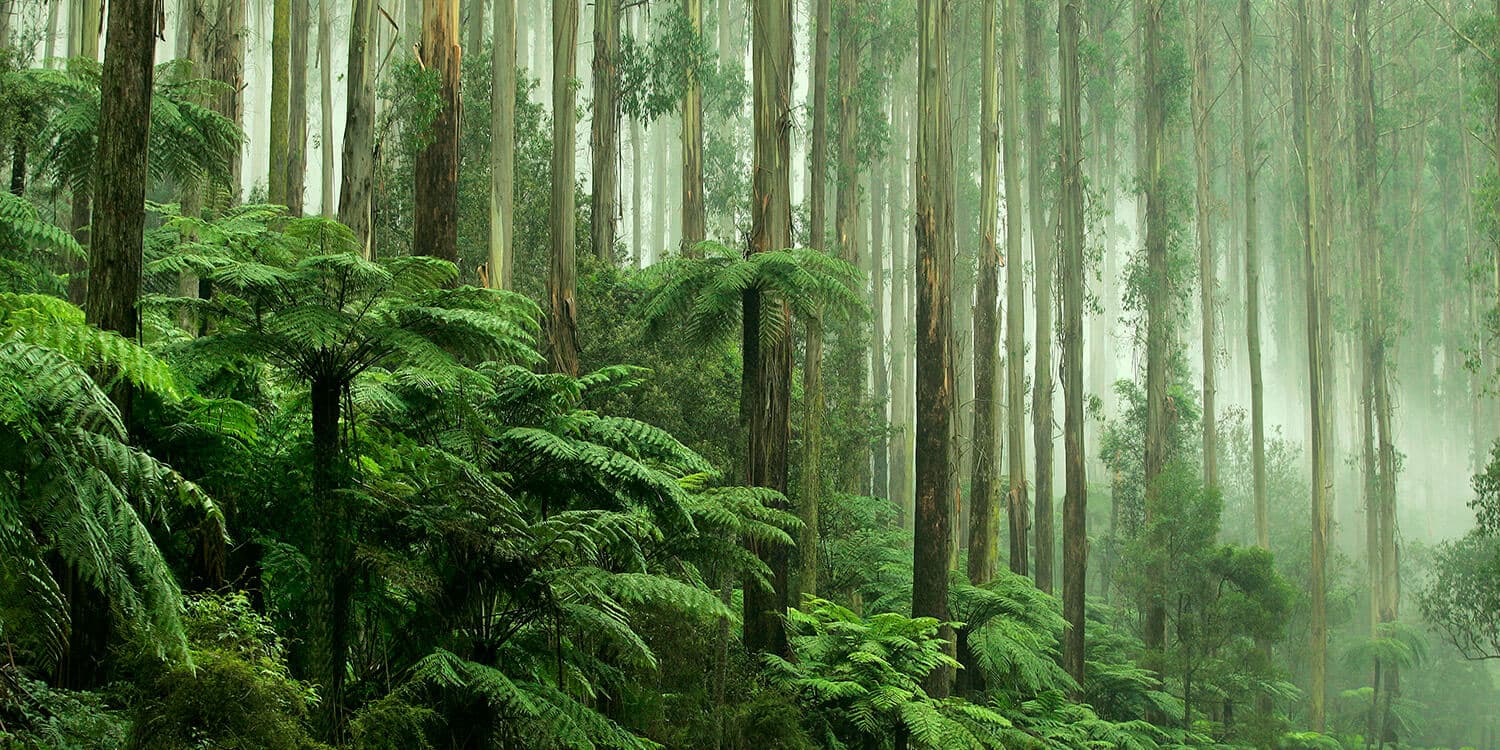 Mystery Picnic Date - Dandenong Ranges