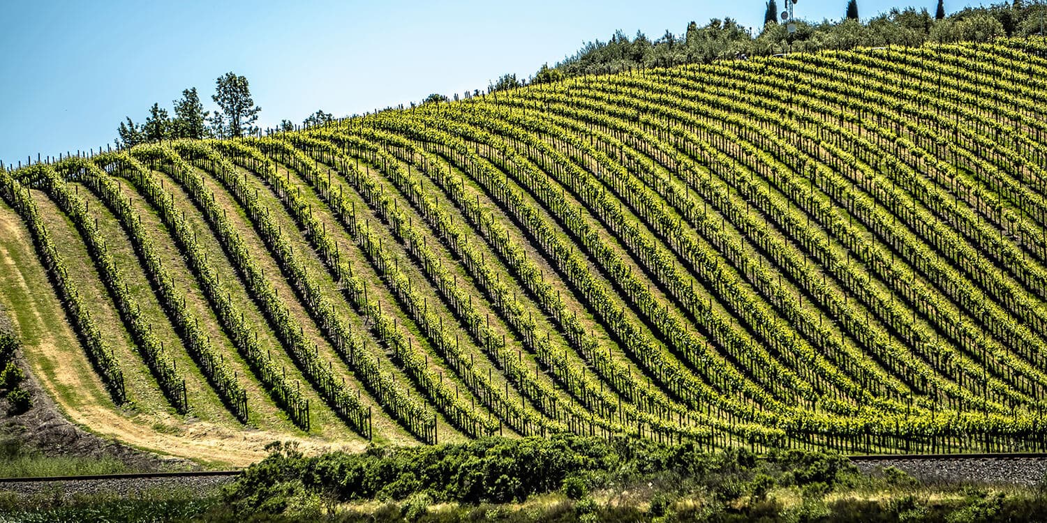 Mystery Picnic With Friends - Downtown Napa